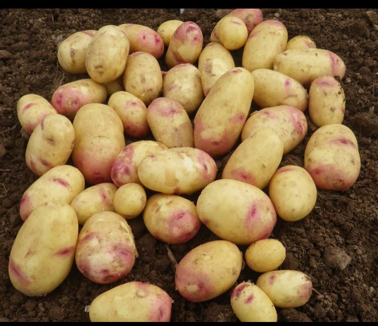 King Edward Seed Potatoes,Very Famous Main Crop Variety,x20 Tubers,for Planting in Your Beautiful Garden.