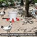 sansheng 24Pack Chicken Waterer Cups,Poultry Water Cups,Automatic Poultry Waterer for DIY Poultry Quail Duck Chicken Bird Drinker