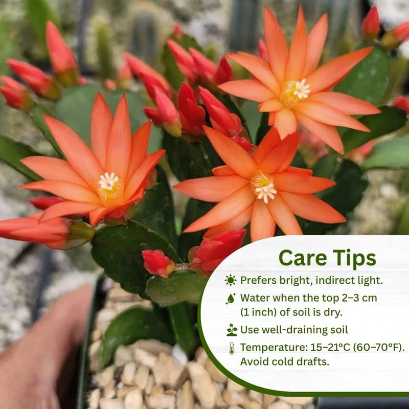 Miniatura 5 de Planta de cactus de Pascua naranja viva, plantas de interior que florecen en las fiestas, plantas de interior vivas, suculentas bien arraigadas de 5