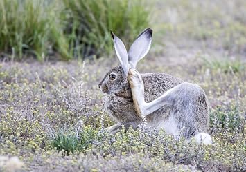 Posterazzi PDDUS51EBO0797LARGE USA, Wyoming, Sublette County. White-Tailed Jackrabbit Scratches Behind Its Ear Photo Print, 24 x 36, Multi
