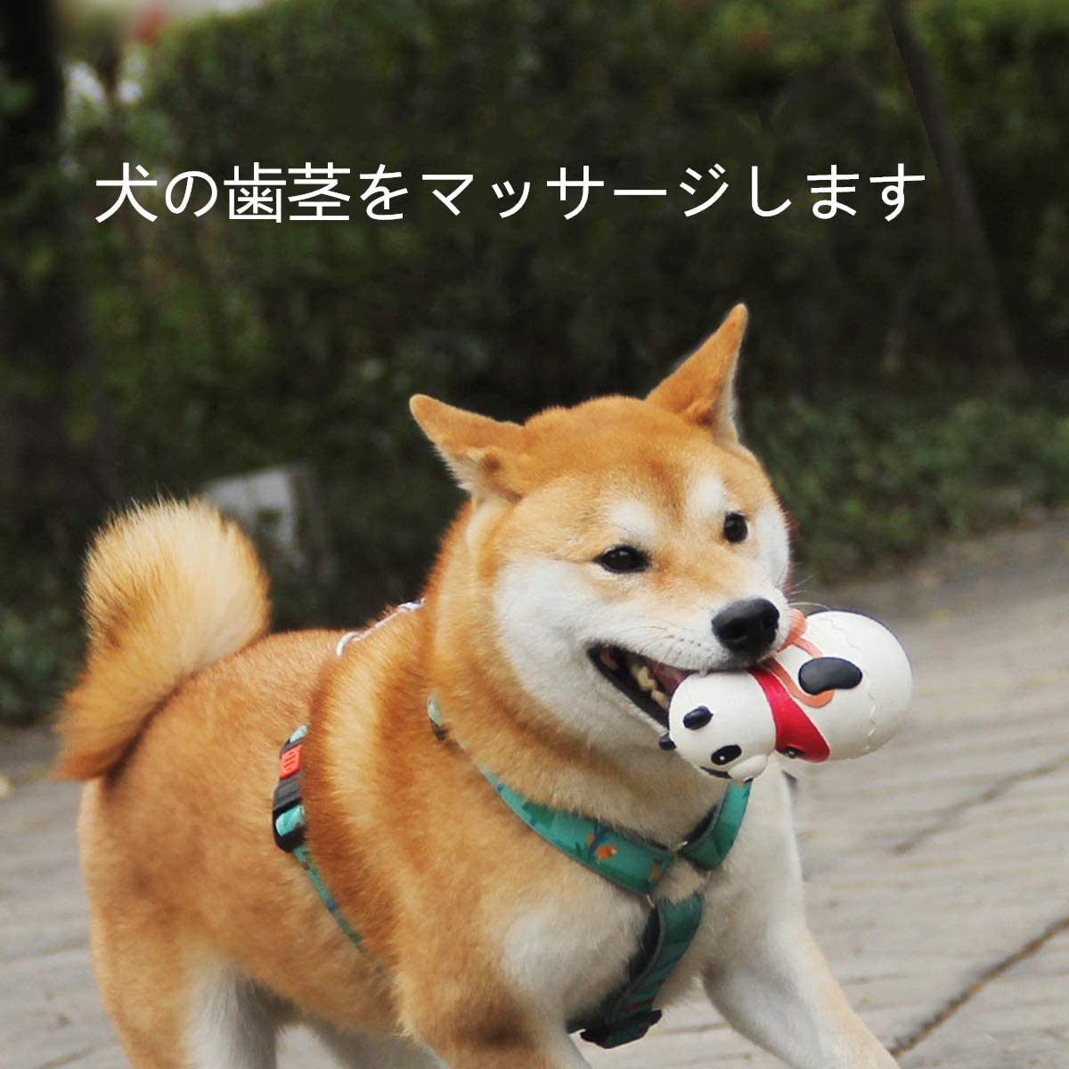 ☘️ 犬 おもちゃ 音の出る ラテックスゴム 犬噛む　運動不足 ストレス解消 Amazon.co.jp: 犬 おもちゃ 音の出る ラテックスゴム 犬噛むぎく 立ち