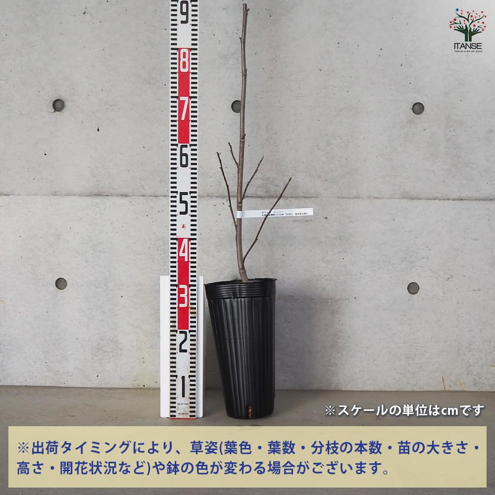 Amazon.co.jp: ITANSE ハイブリッドモクレン ジェニー 接木苗 4