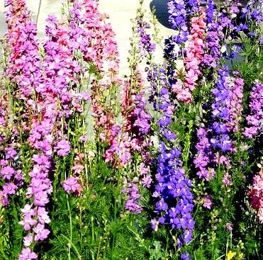 Semillas mixtas Rocket Larkspur - Delphinium ajacis hyacinthiflorum fl. pl.