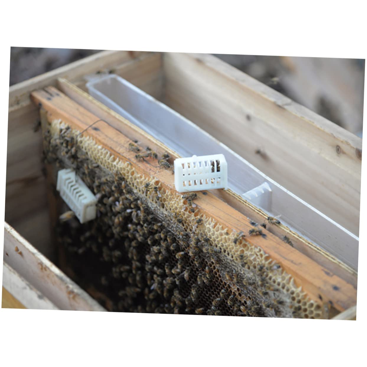VANZACK Professionale Per Allevamento Regine Api Kit Completo Per Apicoltura Strumenti Per Nutrizione e Allevamento Contenitore Per Facile Da Usare e Trasportare