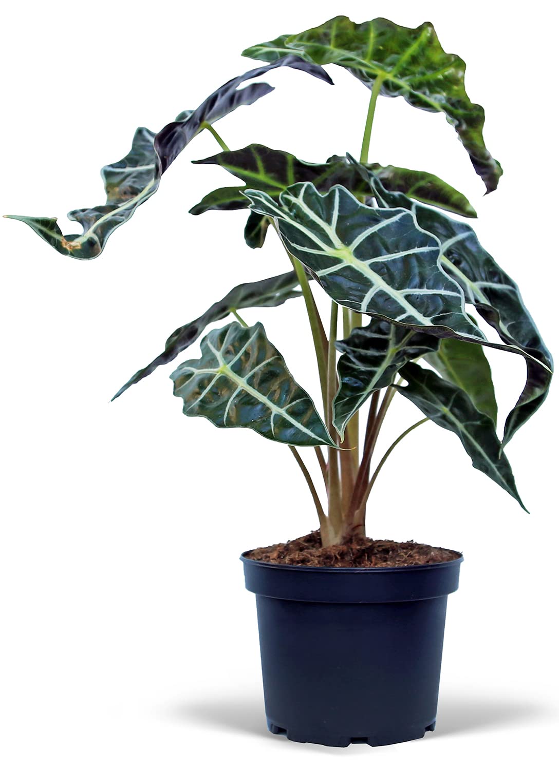 ぬいぐるみ NAUGHTY PLANTS Alocasia Polly Labubu THE MONSTERS NAUGHTY PLANTS Vinyl Face Series