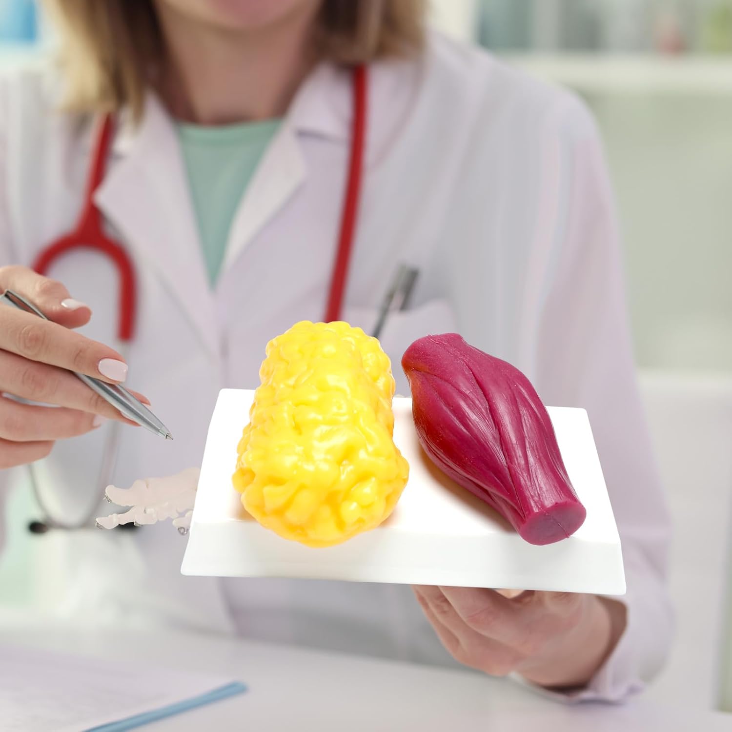 Chunful Human Body Muscle 0.8lb & Fat Replica1.3 lb with Display Base Realistic Anatomic Muscle Tissue & Fat Model Demonstration for Anatomy, Physiology, Science & Technology Students