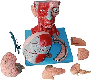 Anatomy Model, Scientific Anatomical Human Model - Human Head Muscle Anatomical Model- Head and Neck Muscle Vascular Brain Model- for Medical Educational Training Aid for Medical Demonstration