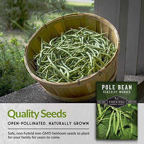 Survival Garden Seeds - Kentucky Wonder Pole Bean Seed For Planting - Packet With Instructions To Plant And Grow Delicious Snap Beans In Your Home Vegetable Garden - Non-Gmo Heirloom Variety #TOP6