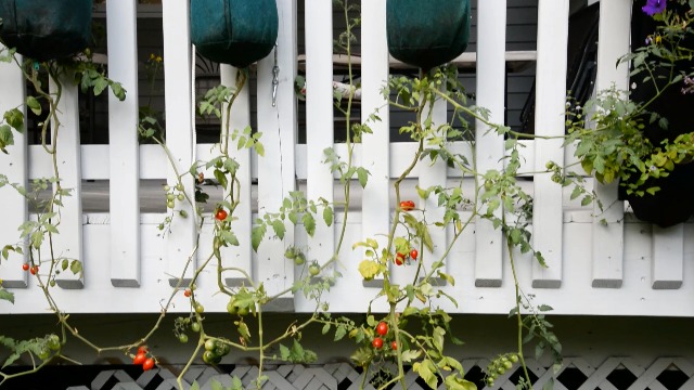 Amazon.com: Pri Gardens Upside Down Tomato Planter, 2- Pack