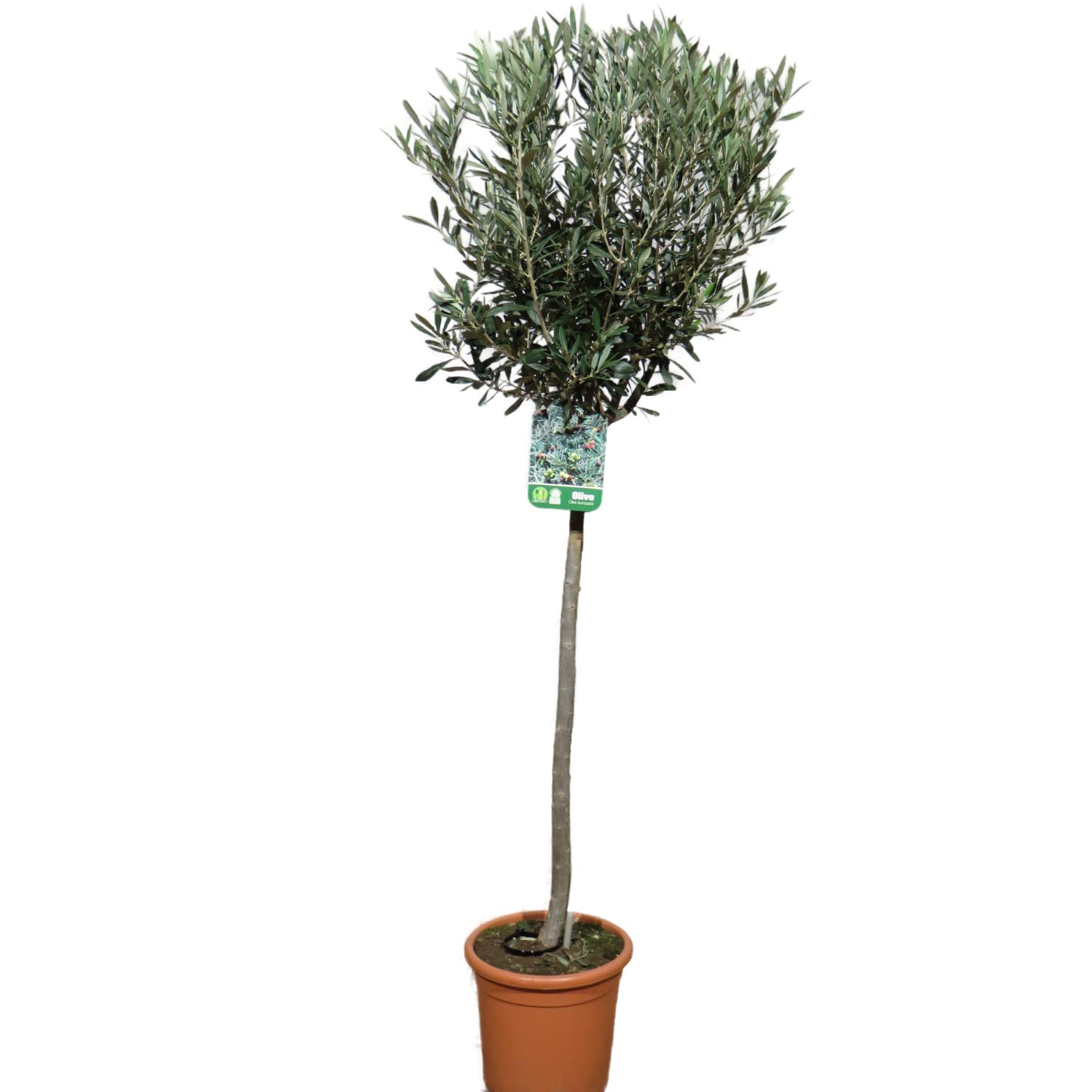 Mein schner Garten Olivenbaum Stmmchen | 1er Set - Liefergre 70-90 cm |  Olea europaea - winterhart : Amazon.de: Garten