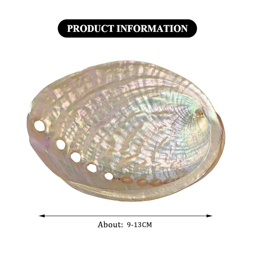 鮑の貝殻　大サイズ 2個　コーティング済 鮑の貝殻 大サイズ 2個 コーティング済
