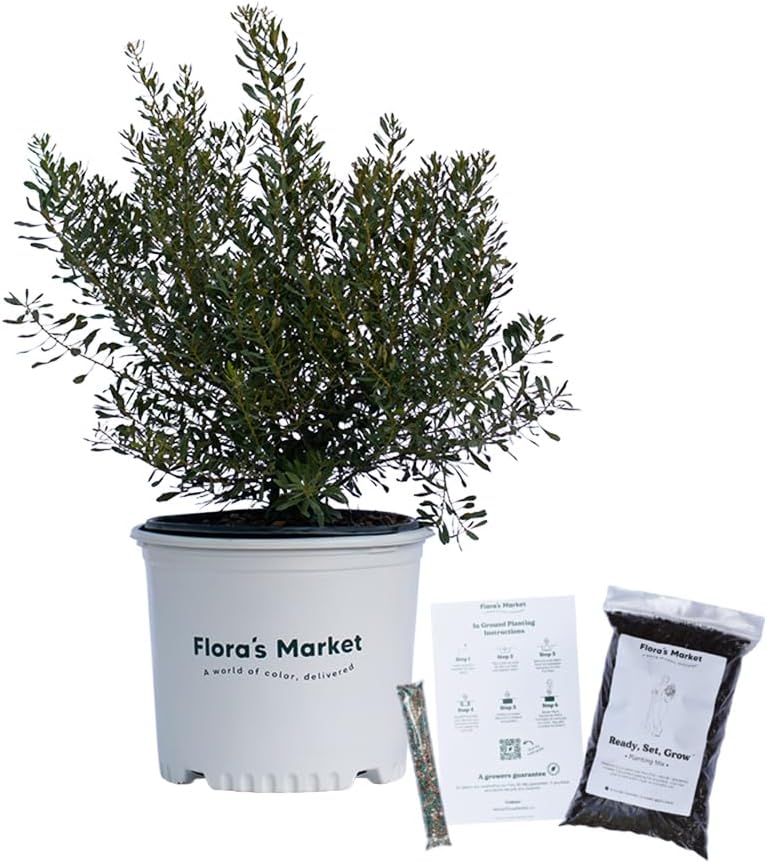Dons Dwarf Wax Myrtle - 3 Gallon - Includes Planting Kit
