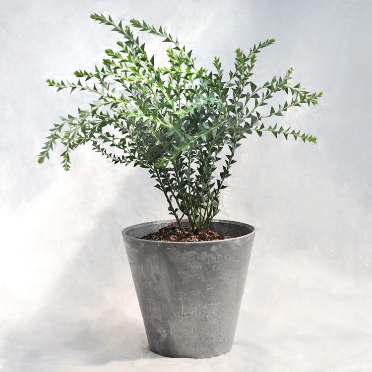 Amazon.co.jp: 植木・庭木アカシア・サンカクバ（三角葉アカシア