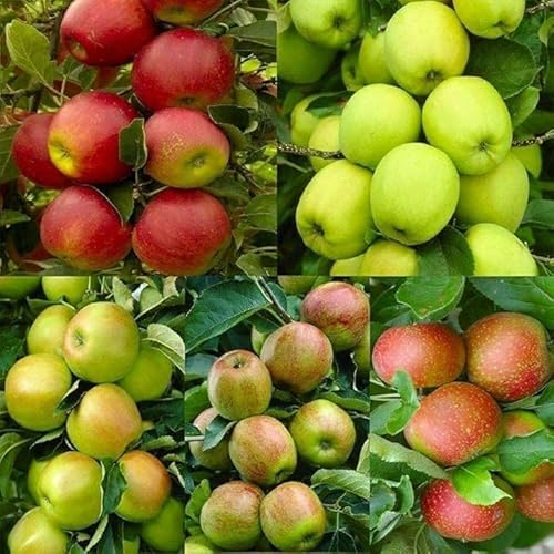 20 Seeds of Mixed Pink Lady Fuji Gala Honey Crisp