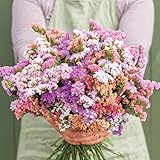 【お花の種】スターチス☆リモニューム 混色種子 約20粒！ [並行輸入品]