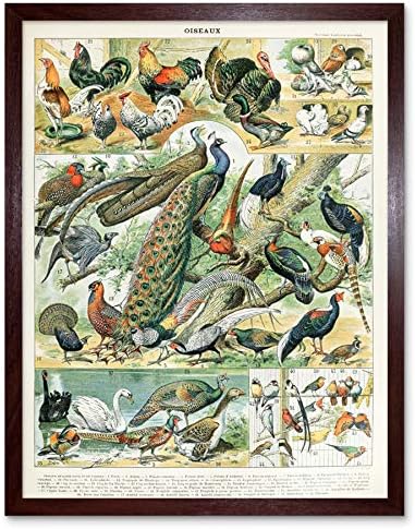 Millot Encyclopedia Page Butterflies Moths Unframed Wall Art Print Poster Home Decor Premium