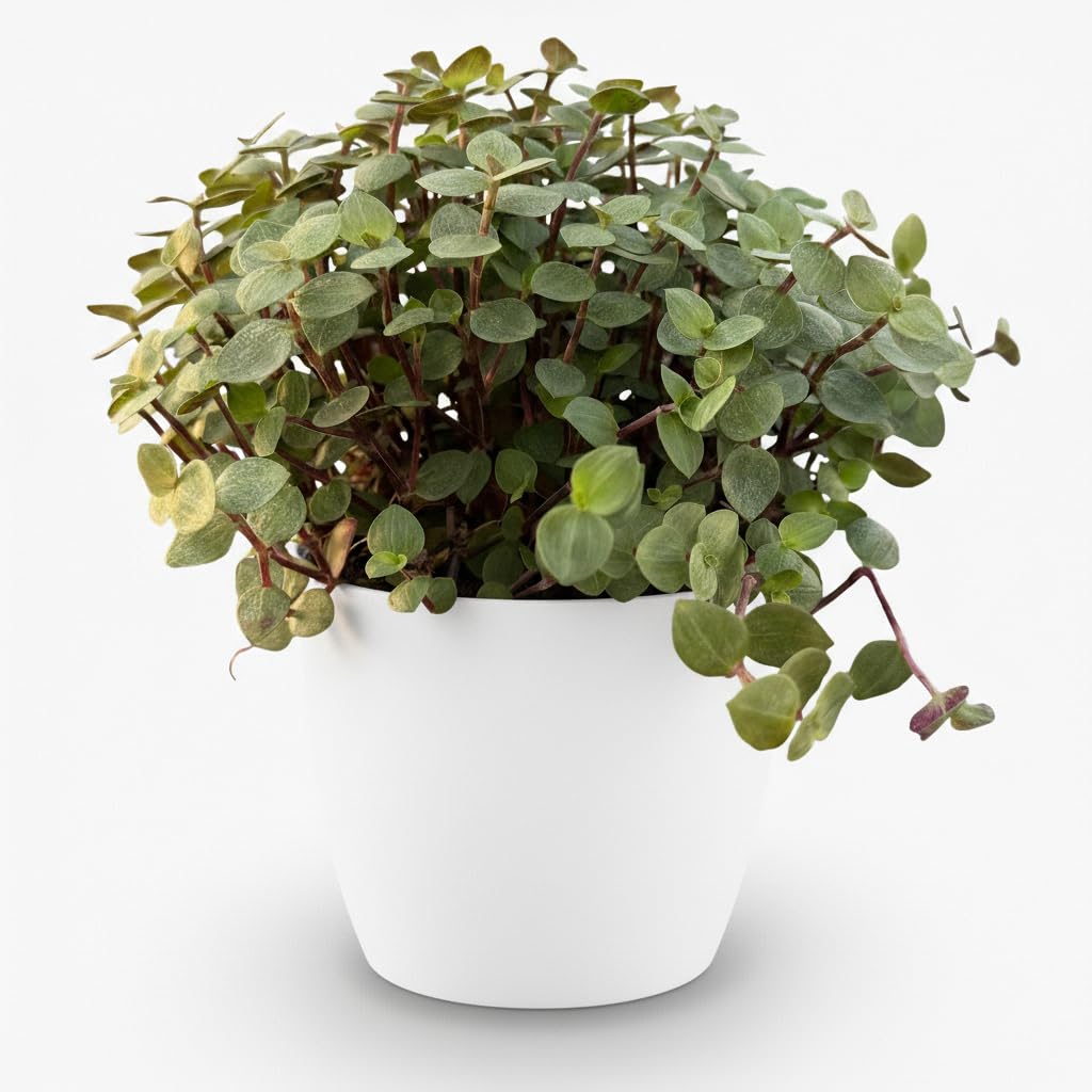 Calissia repens - Herbe à chat - Pet-friendly - Vert - avec Potter White - 17-20cm - Ø12cm - Plante d'intérieur - Ensemble complet - Plante avec pot