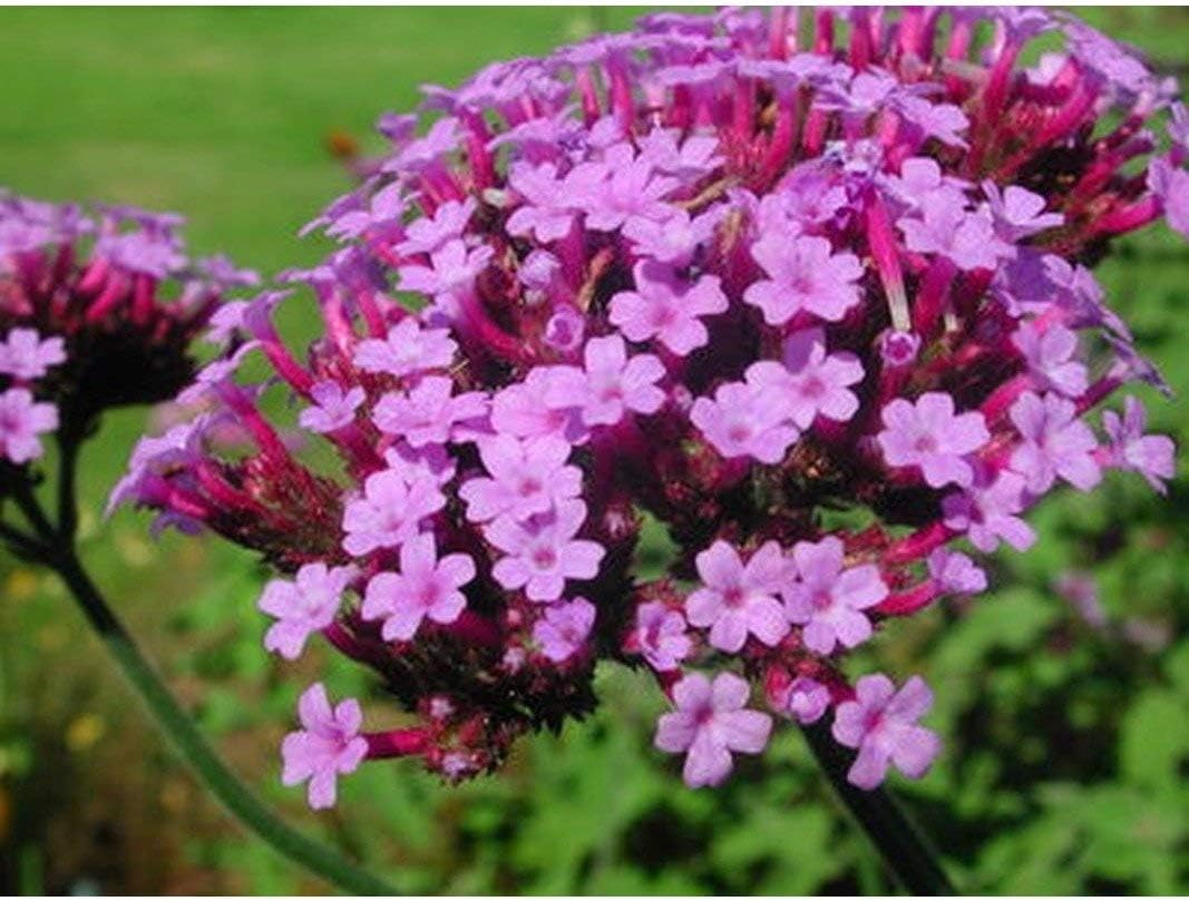 Flores