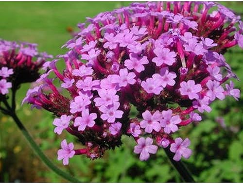 Los racimos de flores lilas profundas son muy llamativos!!! Wow! (25 - Semillas)