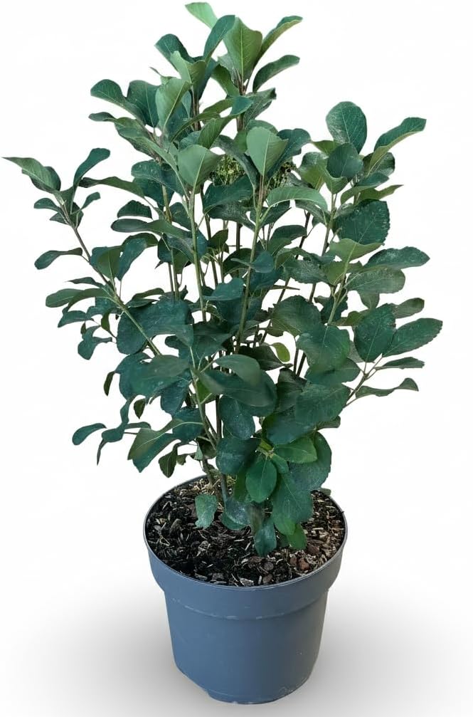 Amelanchier alnifolia 'Obelisk' 30-40 cm - Hardy Perennial Easy Care - Rock Bulb - Ornamental Shrub for Garden & Pot