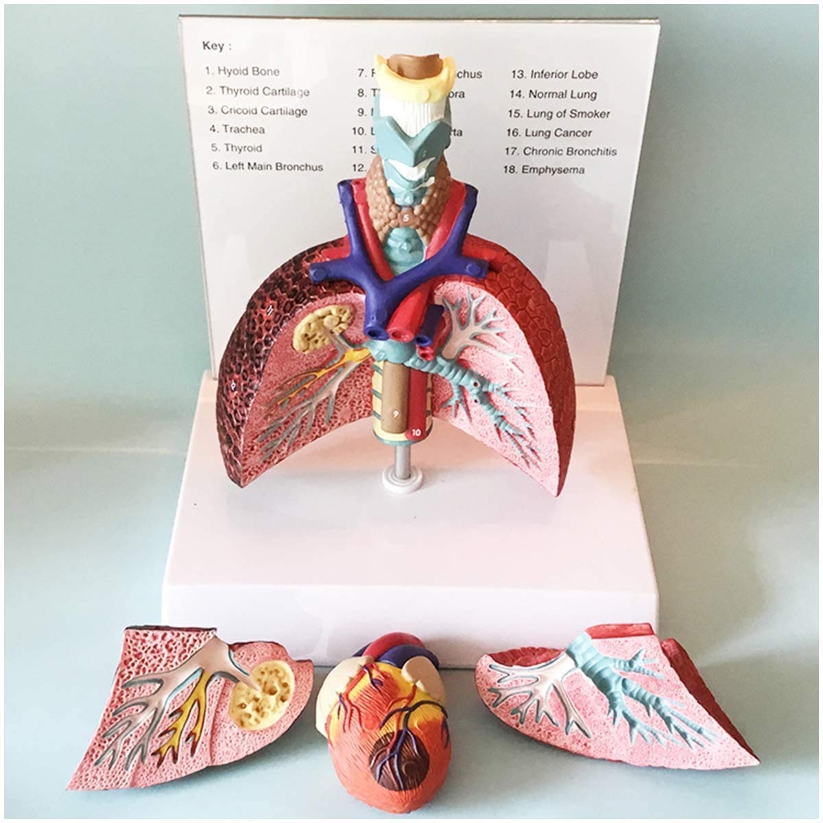 Modello anatomico del polmone della Gola del Cuore della laringe - Modello di Anatomia Umana - Modello didattico di Studio dell'aula di scienze mediche