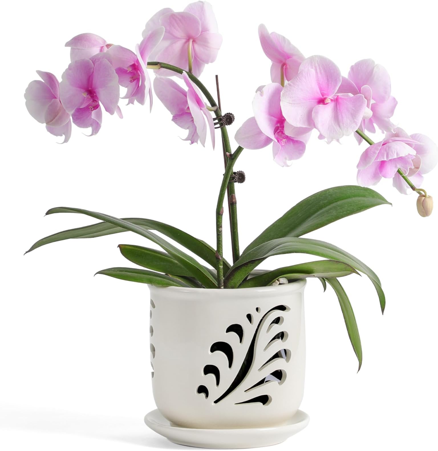 Amazon.com: Thriving Thicket Set of 2 White Orchid Pots With Holes and ...