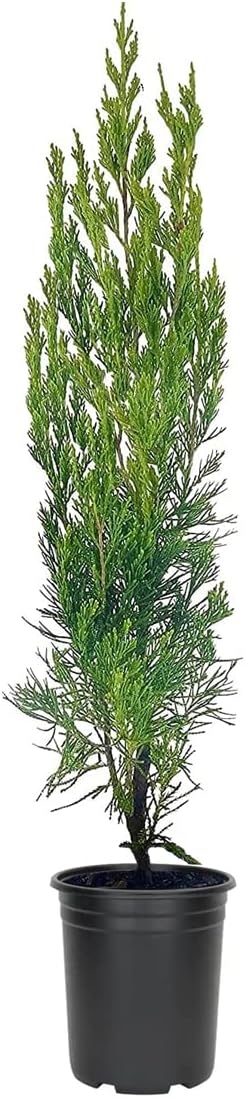 Spartan Juniper - Juniperus Chinensis - 3 Live 4 inch Container Trees - Evergreen Privacy Screening Plants