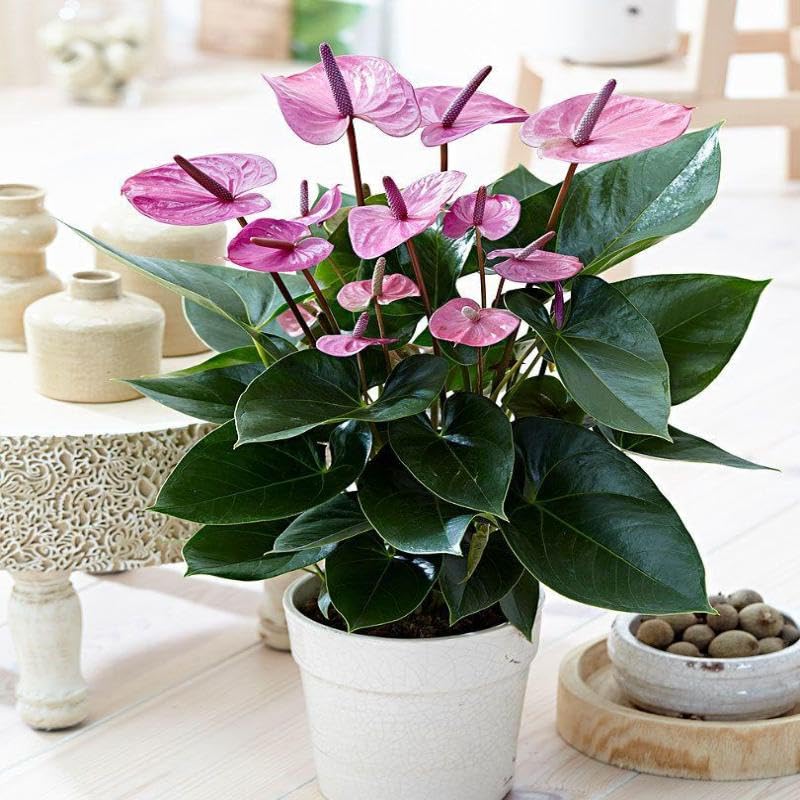Anthurium Andreanum Violet - Gift Plants (B0CX9GXLHW) Amazon Price History, Amazon Price Tracker