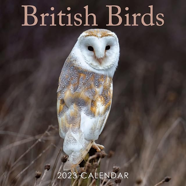 2023 British Birds Square Wall Calendar with Stunning Photography. No Plastic. Daily, Weekly, Monthly 12 Month Family Planner Organiser Calendar