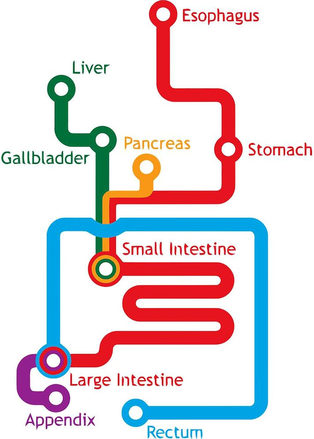 CafePress Gastrointestinal Subway Map Large Mug 15 oz (444 ml) Ceramic Coffee Mug
