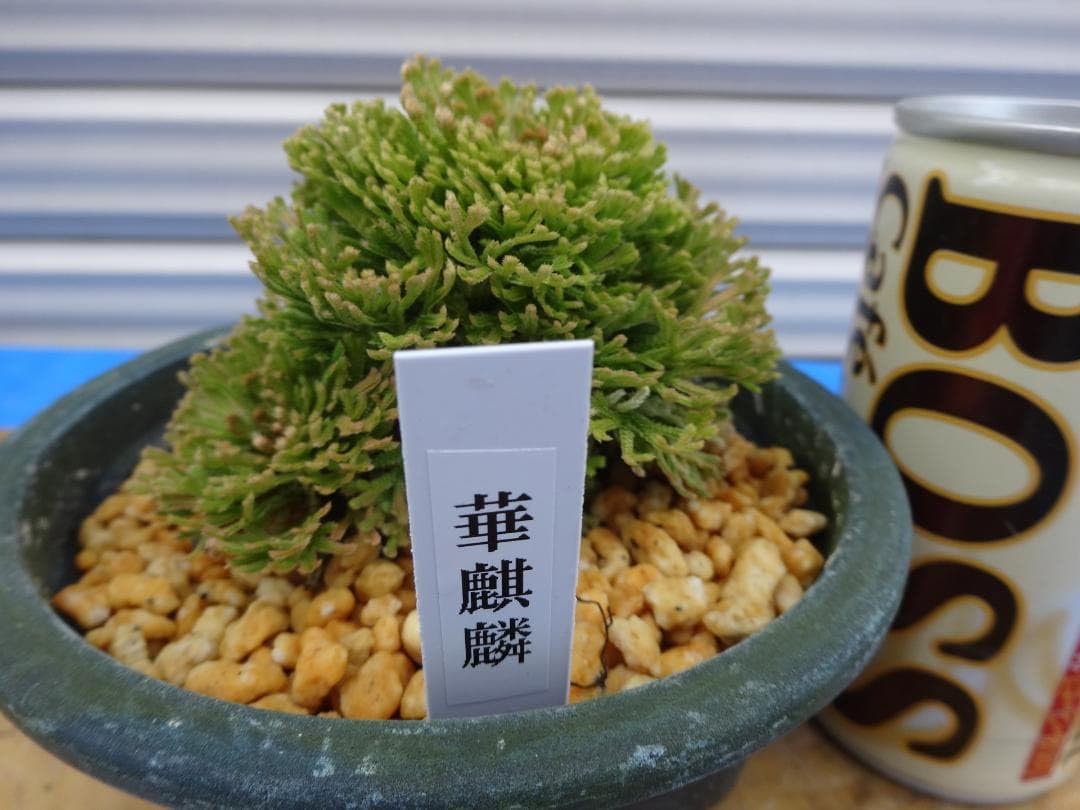 Amazon.co.jp: イワヒバ 激レア品種《 華麒麟 》 岩松 巻柏 古典園芸
