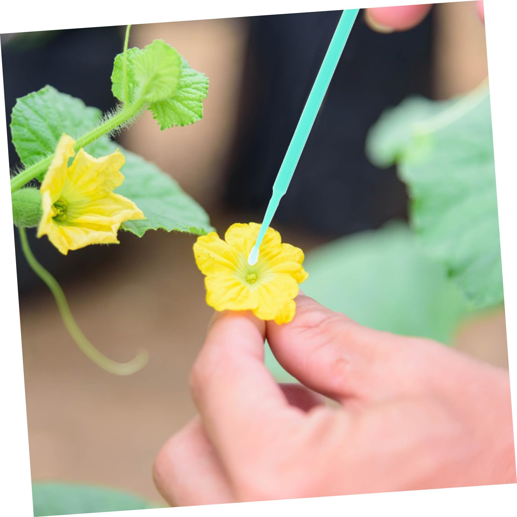 ibasenice 5 Sätze Teiliges Werkzeugset Zur Bestäubung Von Obst Und Gemüse Handpollinator Für Tomaten Auberginen Und Paprika Für Verschiedene Pflanzenarten Und Ertragssteigerung 20 Stück * 5
