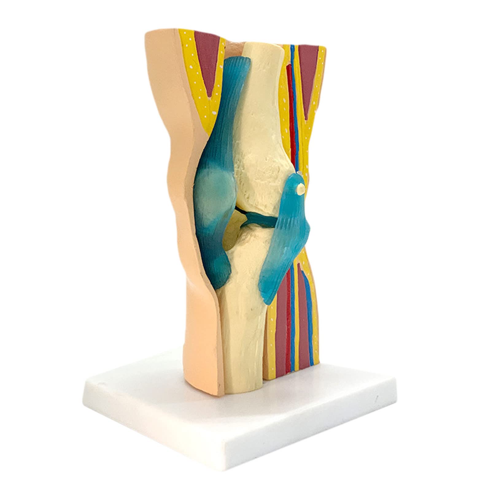 Buy Removable Human Knee Joint Anatomical Anatomy Models Curved Simulation Skin Muscle Kneecap