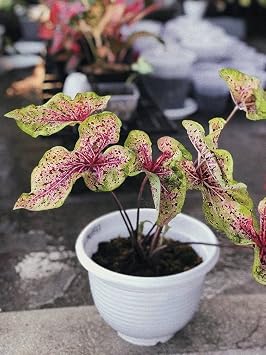 Caladium Miss Muffet (3 Bulbs) - Easy to Grow Indoor Houseplant and Outdoor Perennial Flower Bulb Ready for Planting