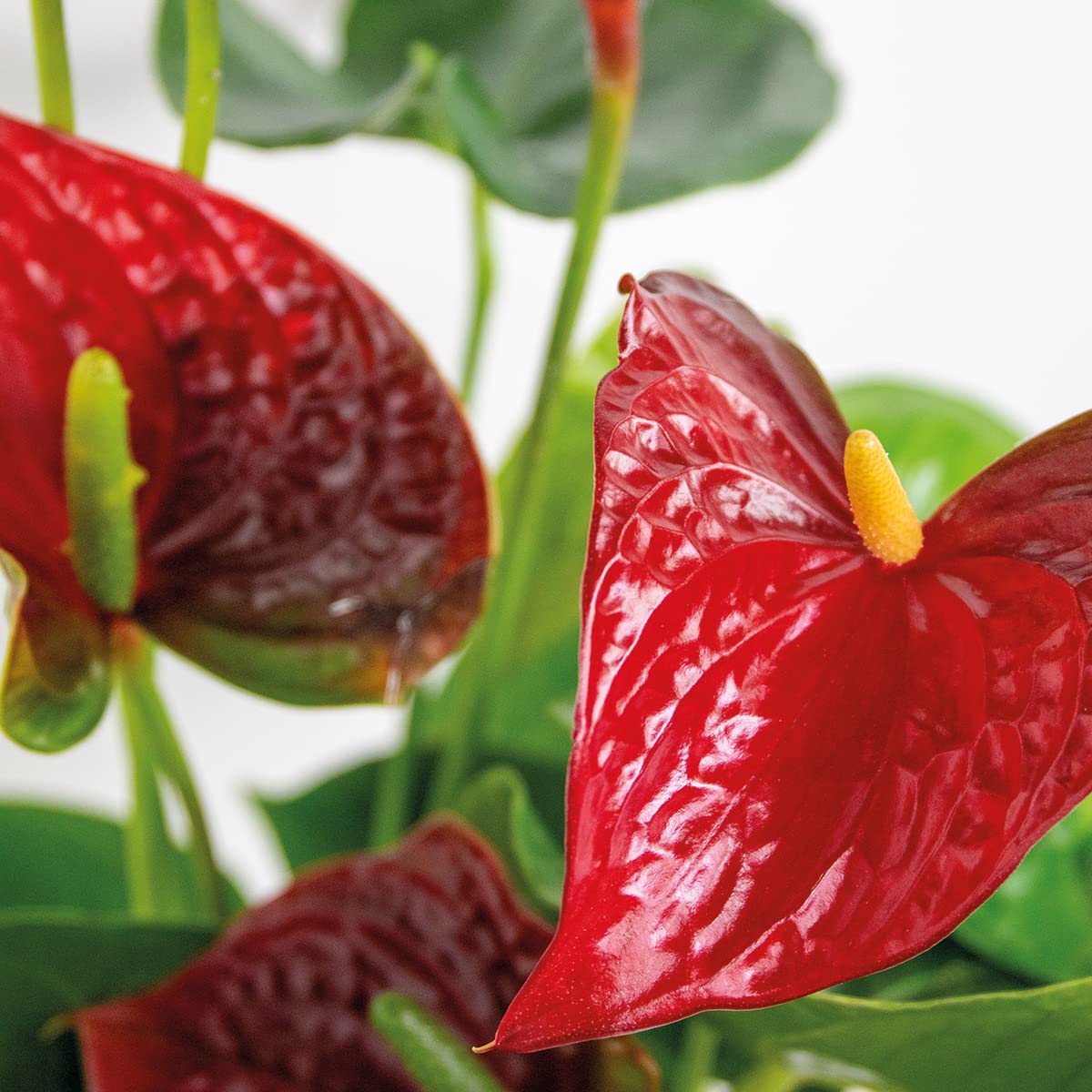 Bloomique - Anthurium Andreanum - Rot - Flamingoblume - Blhende  Zimmerpflanzen - Pflegeleicht - Hhe 40-50 cm - Topf 14 cm : Amazon.de:  Garten
