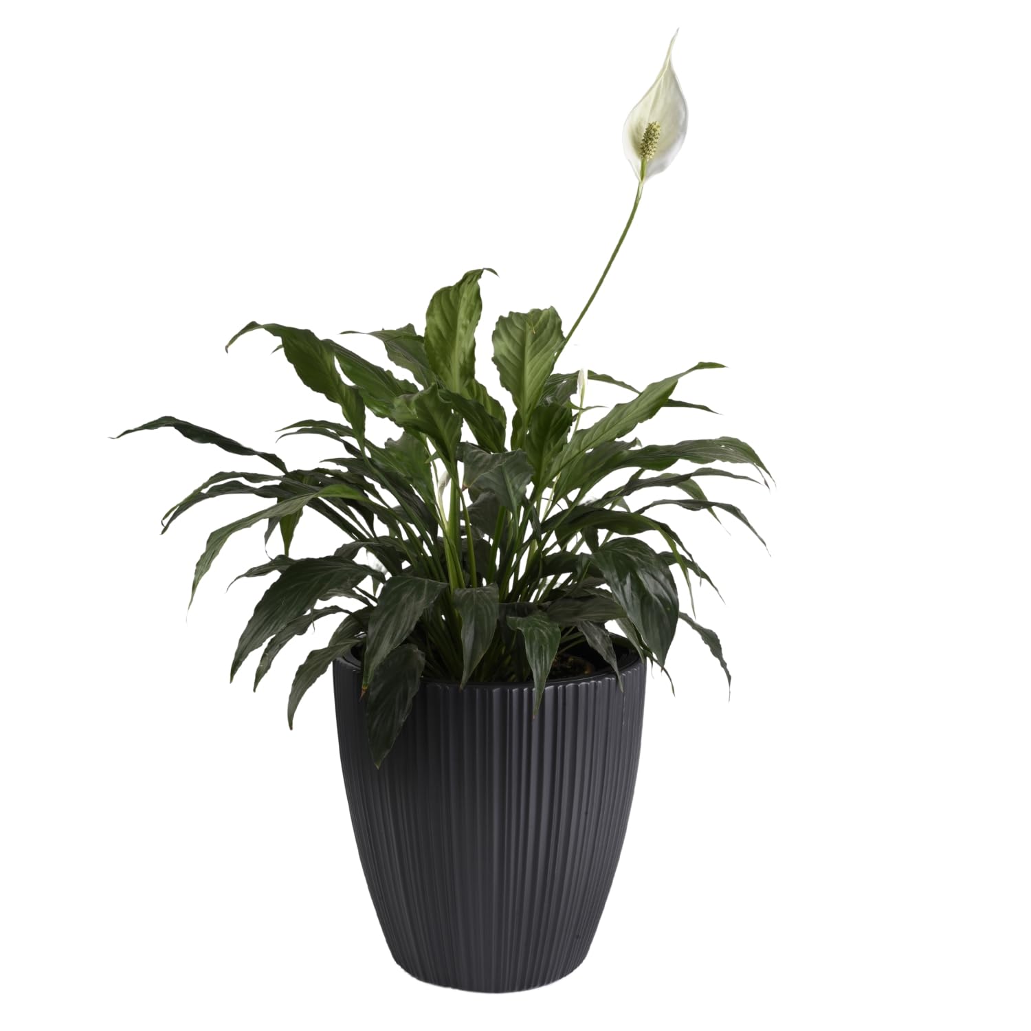 B2C Flowerpot Ridged Planter with removable insert Indoor Outdoor Modern Vertical grooves textured for home office patio garden decoration (Dark Grey, W40cm x H40cm)