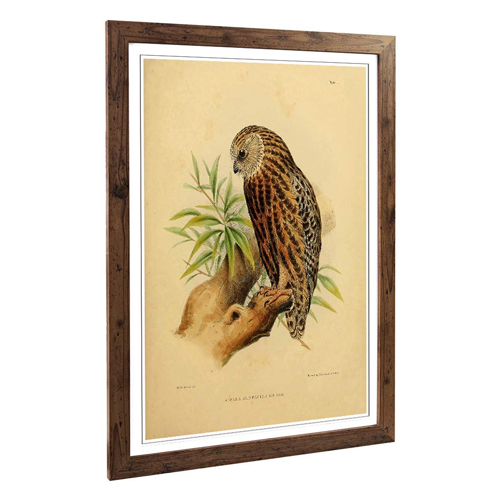 Big Box Art Framed Print of Vintage Joseph Wolf Laughing Owl Design | Wall Art Picture | Home Decor for Kitchen, Living Room, Bedroom, Hallway, Walnut, A2 / 24.5x18 Inch / 62x45cm