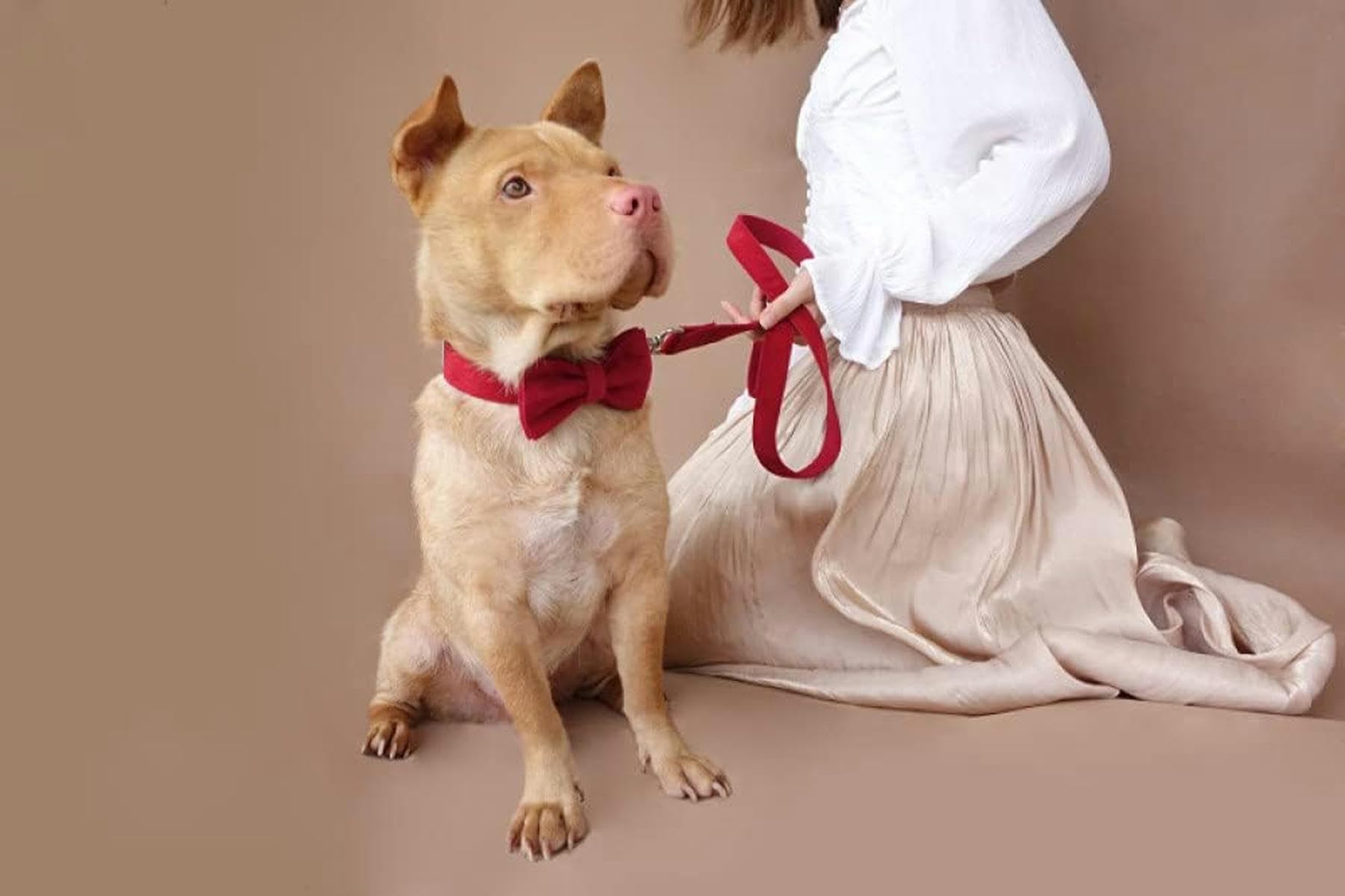 Hundehalsband mit Canvas-Streifen, 5 Größen, Hundehalsband, S-Dog Collar Bow Tie1-xs