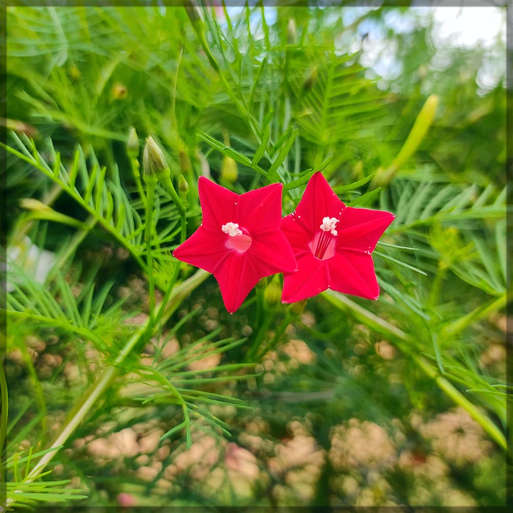 See full amazon price history chart for Our Seeds Cypress Vine Red / Ipomoea Quamoclit / Humming Bird Creeper Flower Seeds - Pack Of 20+ Seeds (Red) - Our Seeds Our Seeds Cypress Vine Red / Ipomoea Quamoclit / Humming Bird Creeper Flower Seeds - Pack Of 20+ Seeds (Red) - Our Seeds (B09JF7PL9S) Amazon Price History, Amazon Price Tracker