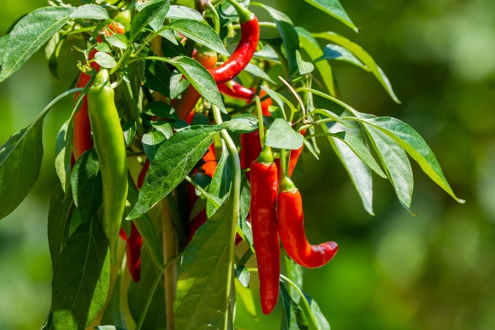 Kashmiri Chilli Live Plant – Mild Heat Bright Red Chilli (1 Healthy Live Plant)-image-17