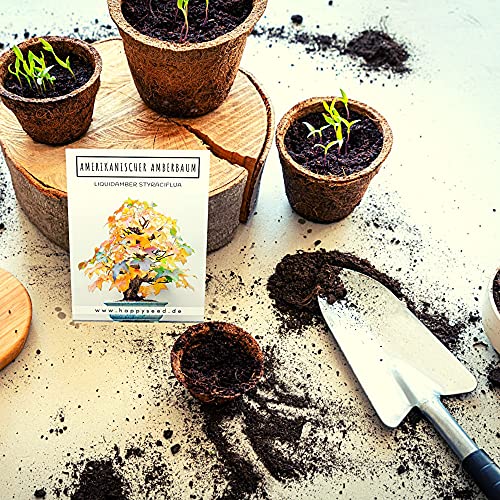 Außergewöhnliche Bonsai Samen mit hoher Keimrate - Pflanzen Samen Set für deinen eigenen Bonsai Baum (1x Amerikanischer Amberbaum)