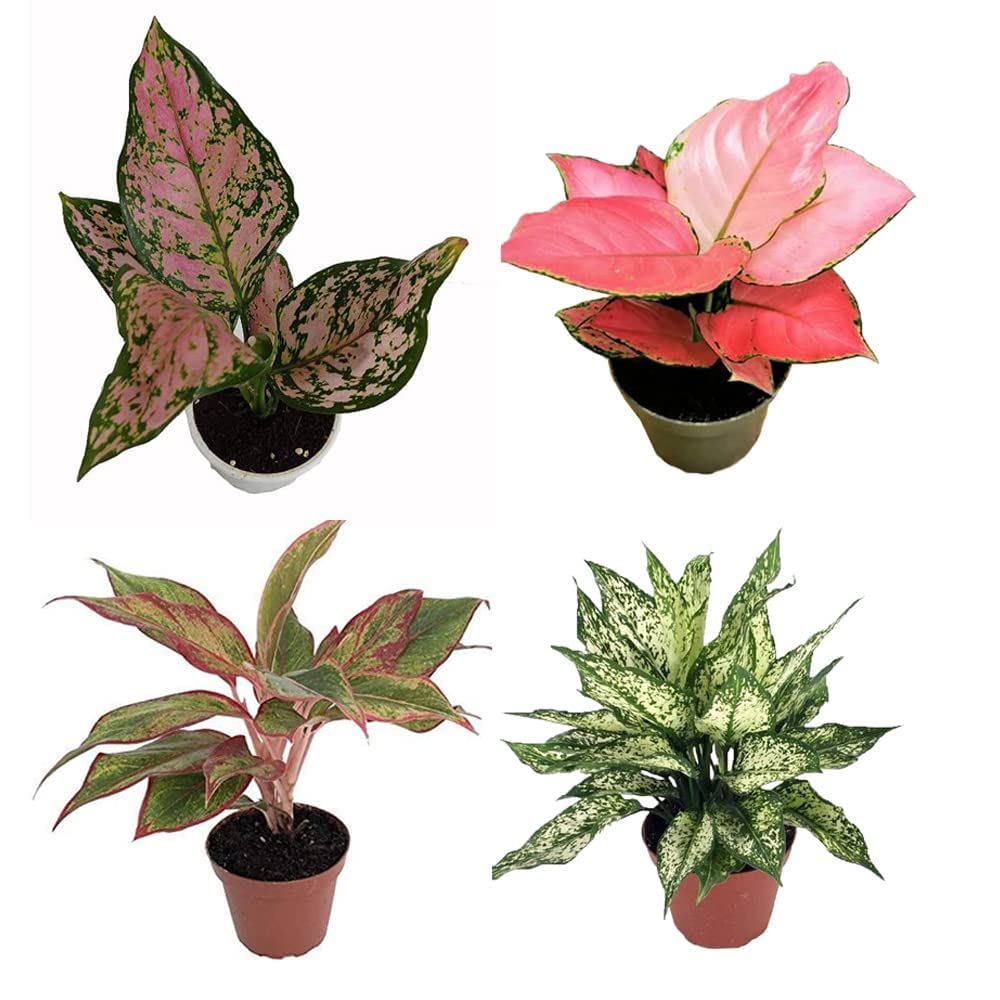 UGALOO Aglaonema Red Green Pink Lipstik Pack of 4 Plant Indoor Live Plant with Pot (B0BV6H8SZS) Amazon Price History, Amazon Price Tracker