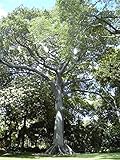 BasqueStore Somarac - Kapok (Silk Cotton Tree), Ceiba pentandra, 20 Seeds (Fast, Tropical)- Fresh...