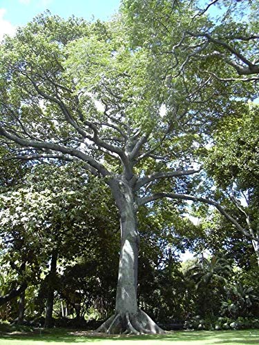 BasqueStore Somarac Kapok Seed Image