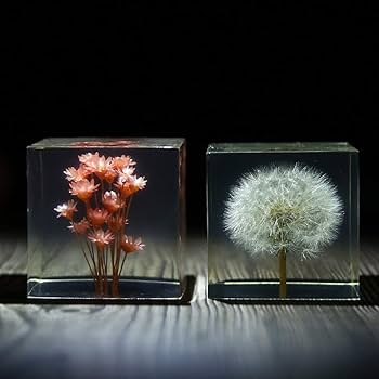 Amazon.co.jp: 植物標本,植物樹脂標本,教育玩具,透明樹脂標本