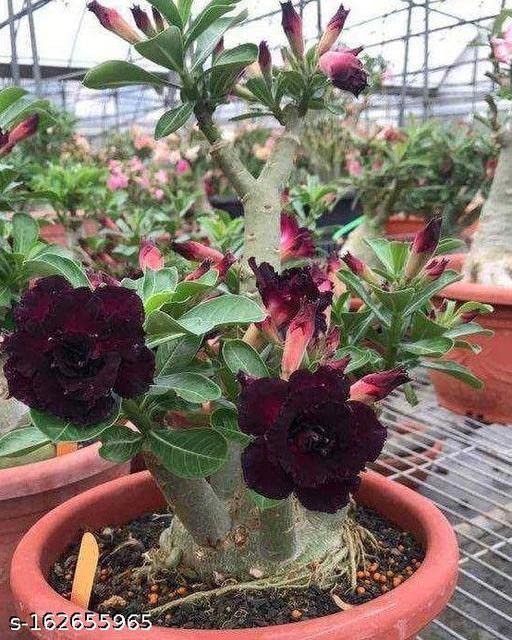 Mock Azalea Sarika Nursery Adenium Desert Rose Mock Azalea Plant : Amazon.in ...