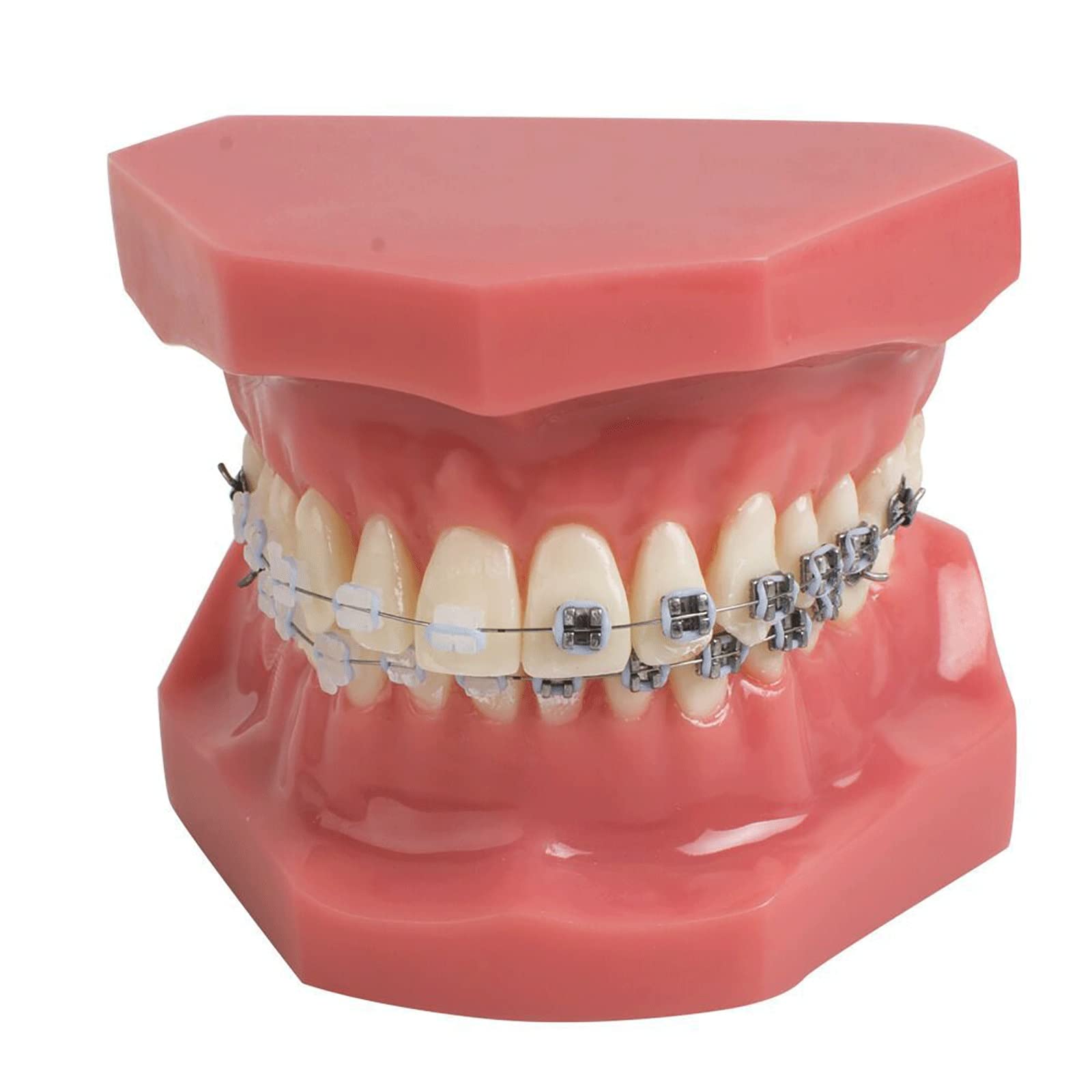 Model Zębów Dentystycznych, Demonstracyjny Model Zębów, Model Zębów Ortodontycznych Z Metalowymi I Ceramicznymi Zamkami
