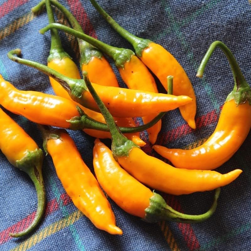 Criolla Sella Semillas de Pimienta (Capsicum baccatum) Paquete de 20 Semillas