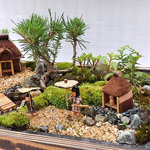 Amazon 盆栽 ミニ庭園 盆景 お迎え M あるまま 観葉植物 通販