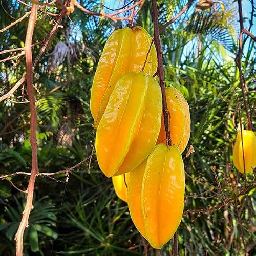 No CA, Big Carambola Grafted Live Plant, Star Fruit Tree 24 to 36 Inc Tall in 3 Gallon Pot, Star Fruit Live Plant, Starfruit Tree Plant for Growing Outside - Thumbnail 4